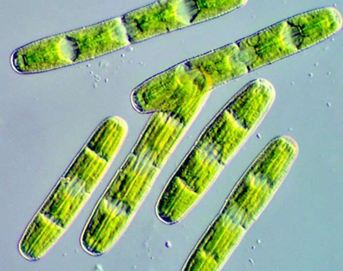Algal genome provides insights into first land plants