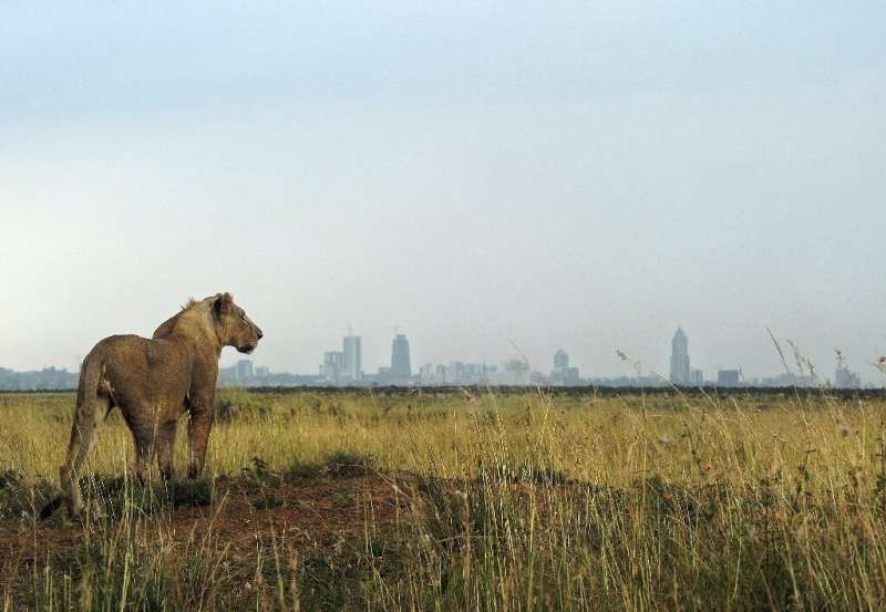 A lion looks towards the Nairobi skyline  - the Living Planet Index warns that continued natural habitat loss increased the risk
