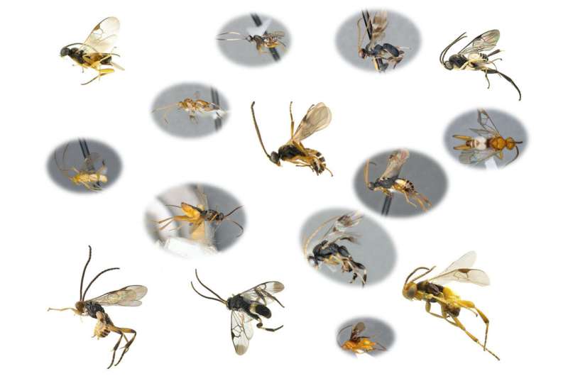 All microgastrinae wasps from around the world finally together in a 1,089-page monograph