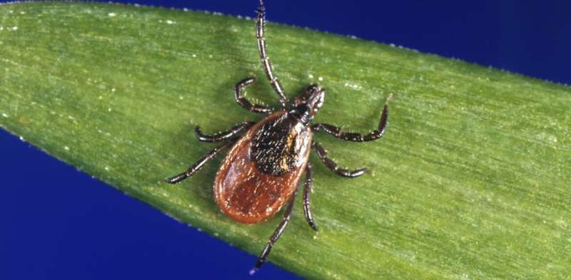 A Lyme disease vaccine doesn't exist, but a yearly antibody shot shows promise at preventing infection