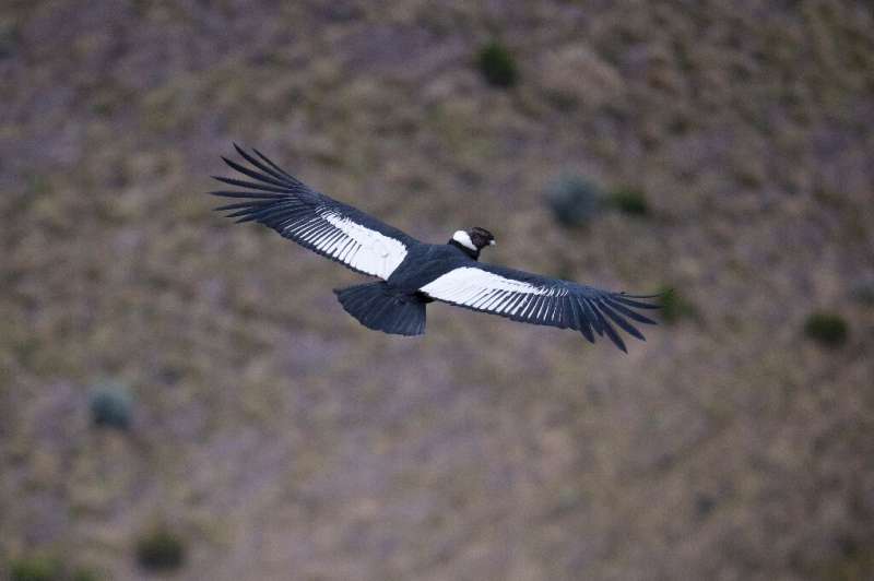 A male Andean condor flies over the Chakana nature reserve in September 2020