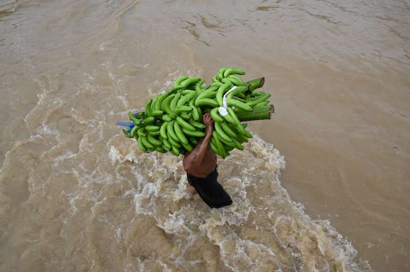 A man carrying bananas wades through floodwaters following Eta in El Progreso, Honduras  on November 5, 2020