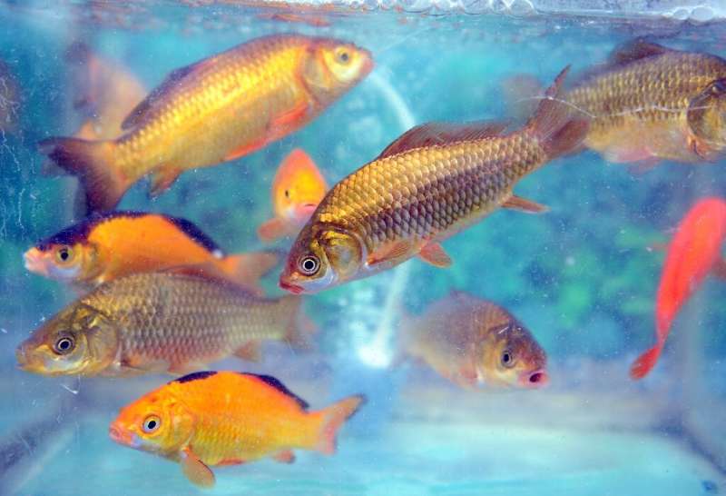 A man in the US died after taking a form of choloroquine used to clean fish tanks in the mistaken belief it would protect agains