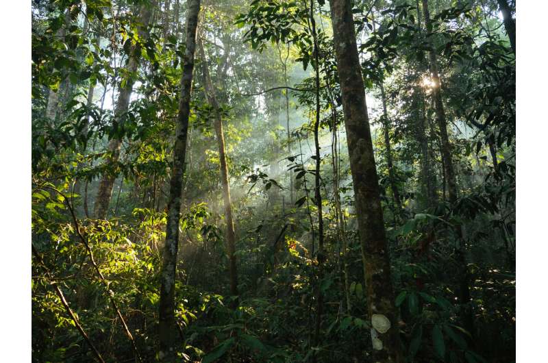 Amazon forest disturbance is changing how plants are dispersed