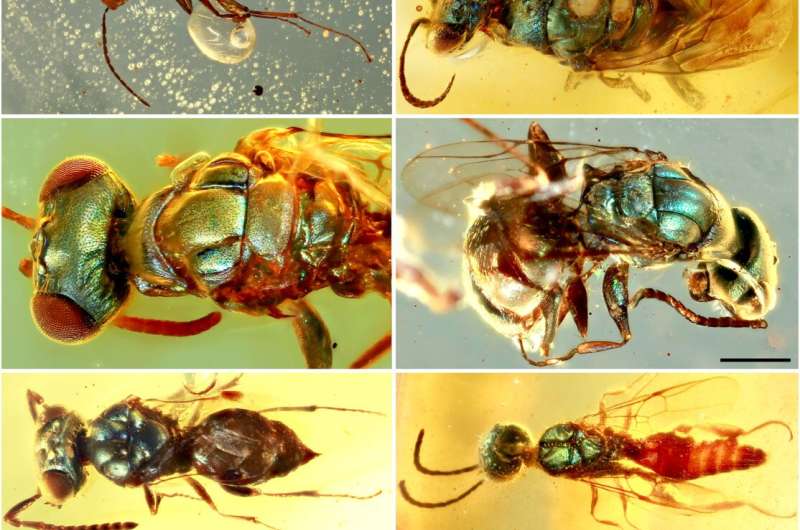 Amber fossils unlock true color of 99-million-year-old insects