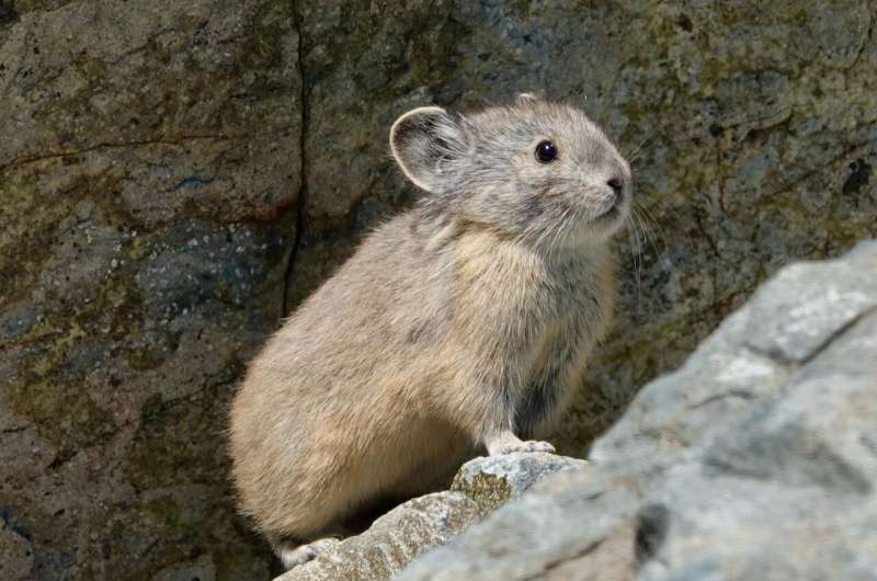 American Pikas show resiliency in the face of global warming