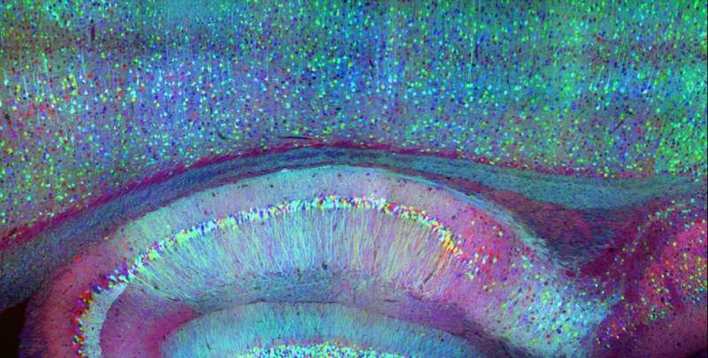 A method to map brain circuits in real time