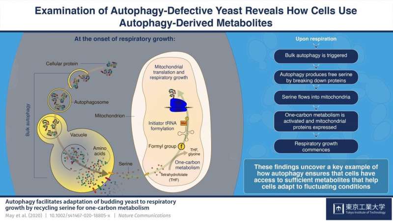 Amino acid recycling in cells: Autophagy helps cells adapt to changing conditions