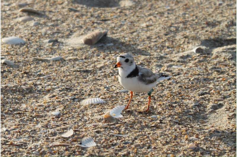 "Ample evidence" that Cape Hatteras beach closures benefit birds