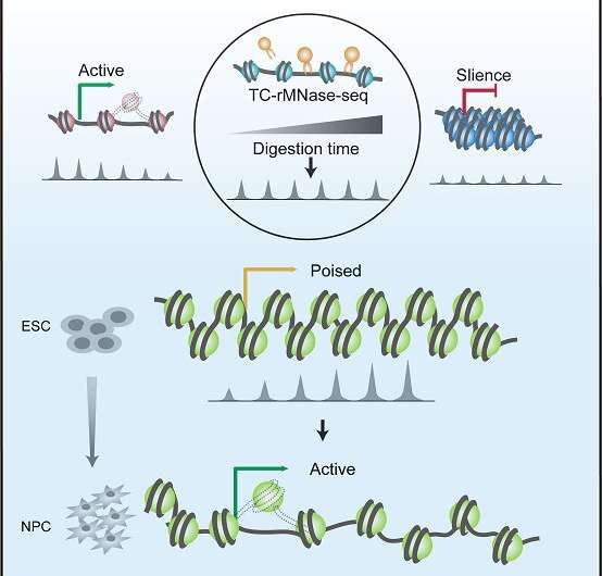 Analyzing chromatin status of poised genes may provide powerful tool to predict transcription potential