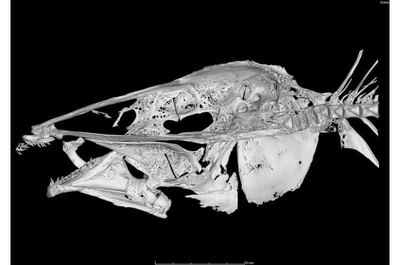 Anatomical details of rare electric fish revealed by an advanced imaging technique
