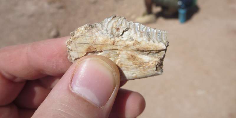 Ancient reptile had mammal-like tooth enamel, study shows