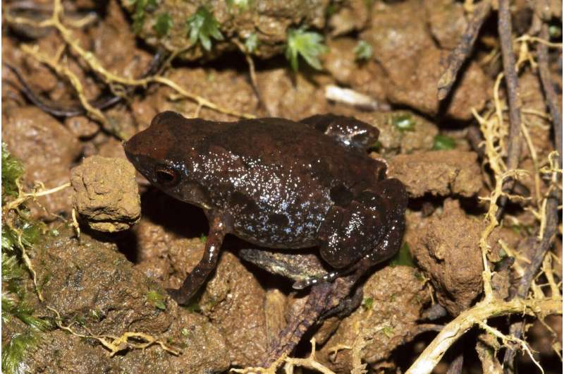 A new Critically Endangered frog named after 'the man from the floodplain full of frogs'