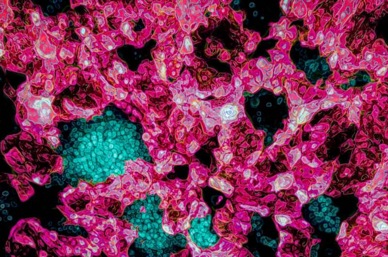 A new discovery in regenerative medicine