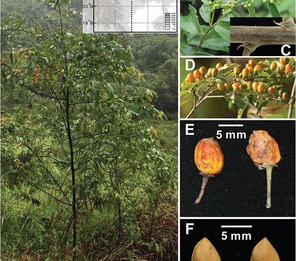 A New Evergreen Species of Rhamnaceae Found in Guangxi