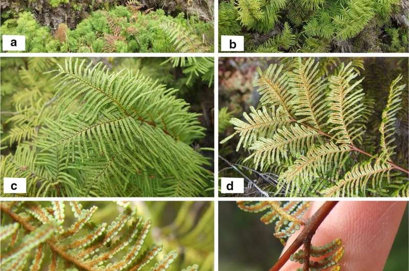 A new genus of forking fern family reported