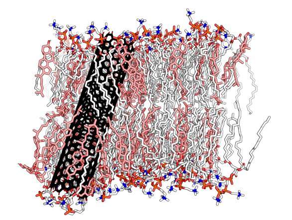 A new model has been developed that simulates the accumulation of lipids in membranes