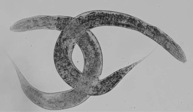 A new model of the worm C. elegans to progress in the study of a rare disease