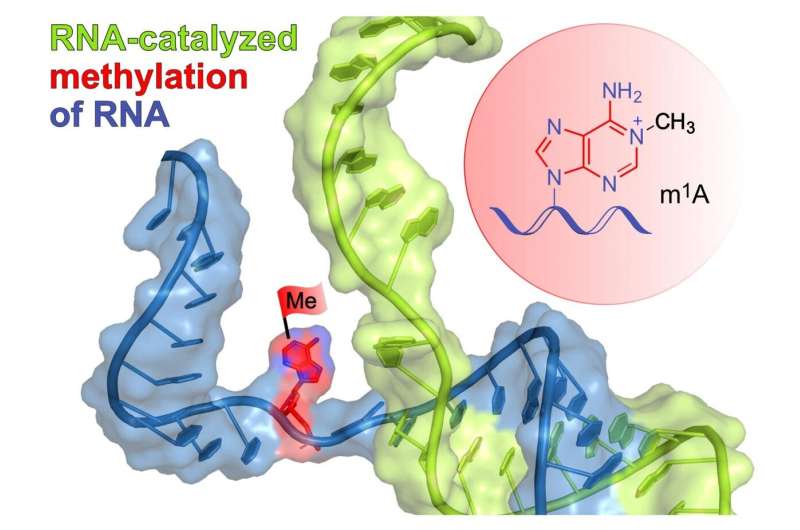A new RNA catalyst from the lab