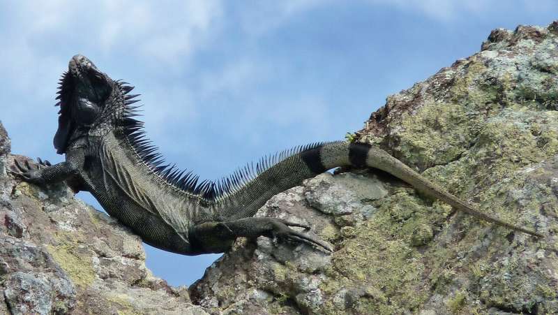 A new species of black endemic iguanas in Caribbeans is proposed for urgent conservation