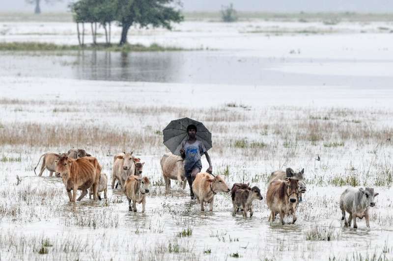 An Indian villager walks with his cattle through floodwaters at Buraburi village in Morigoan district of Assam state