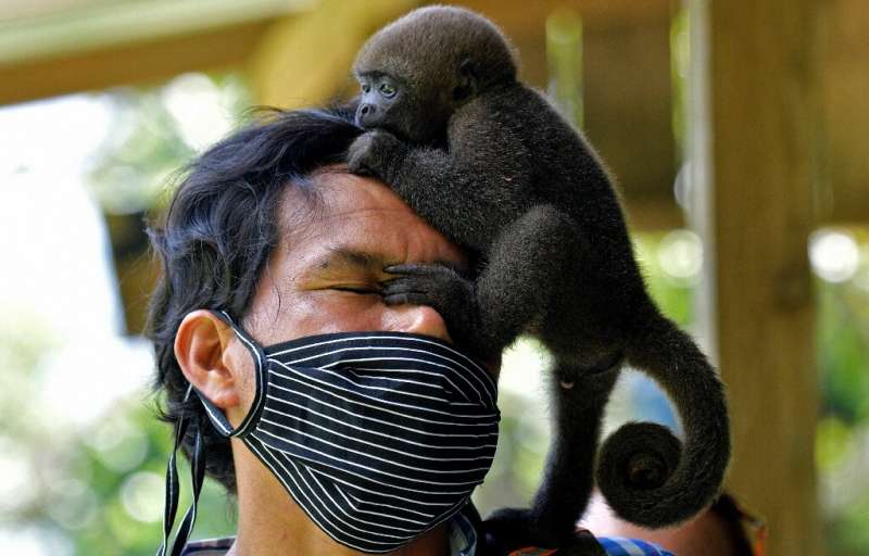 An infant woolly monkey (Lagothrix lagotricha) climbs on the head of the director of the Maikuchiga foundation, Jhon Jairo Vasqu