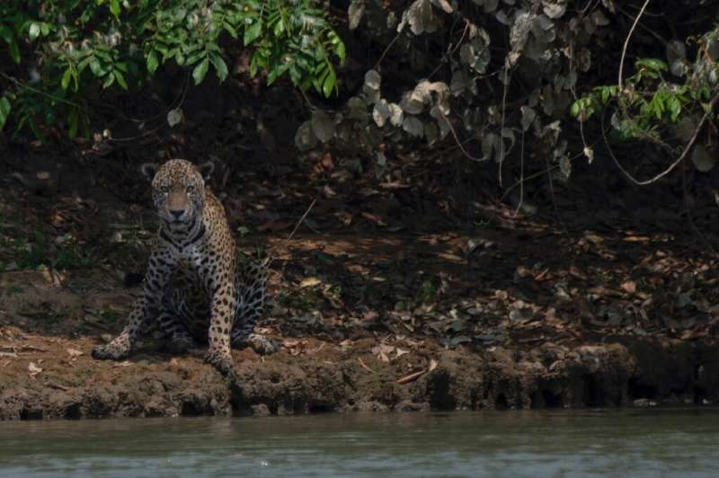 An injured jaguar sits on the bank of a river in the Panatal, the Brazlian tropical wetlands hit by massive fires