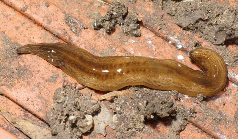 An invasive flatworm from Argentina, Obama nungara, found across France and Europe