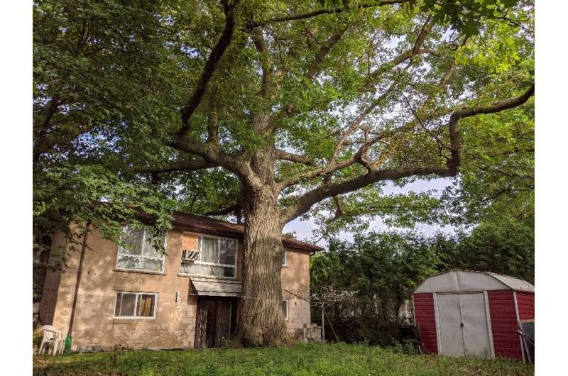 An oak tree estimated to be about 300 years old, or twice as old as modern Canada itself, is seen on July 12, 2020 in North York