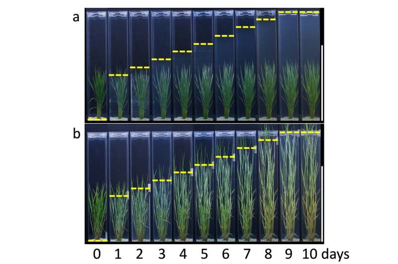 Antagonistic genes modify rice plant growth