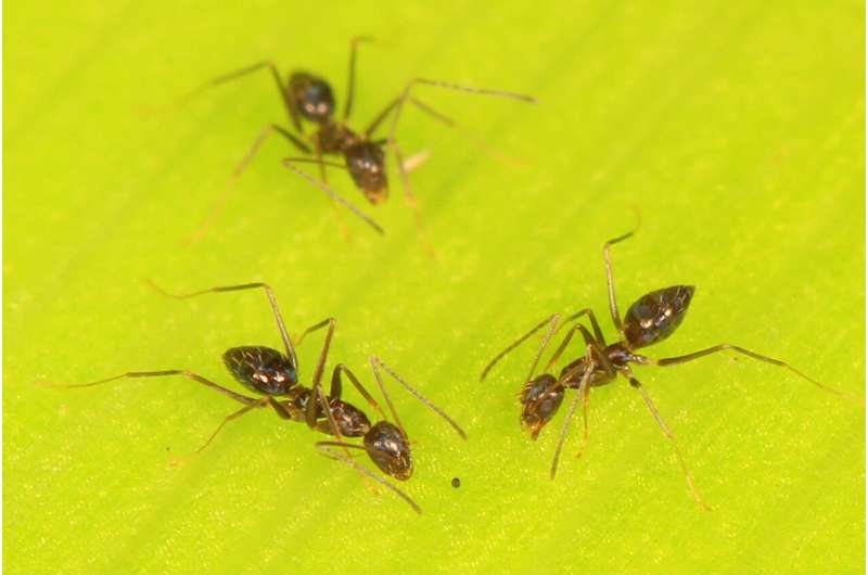 Ants use collective 'brainpower' to navigate obstacles