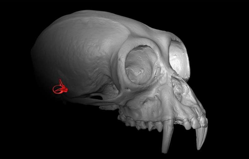 Apes' inner ears could hide clues to evolutionary history of hominoids