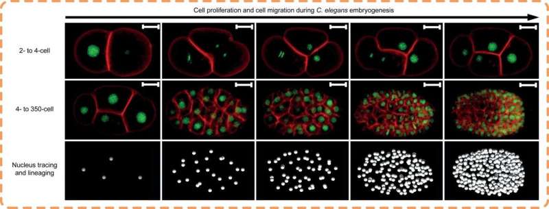 A powerful computational tool for efficient analysis of cell division 4D image data