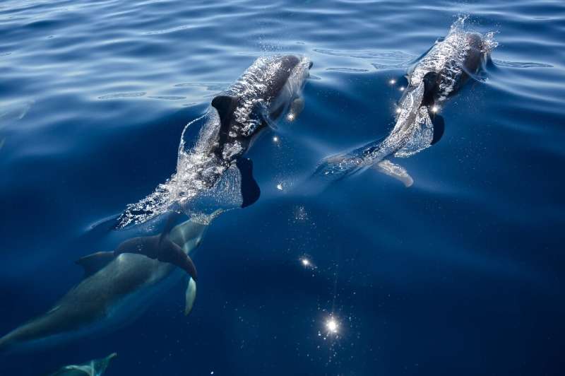 Aquatic creatures such as these common dolphins swimming off the southern French coast benefited from less sound pollution from 