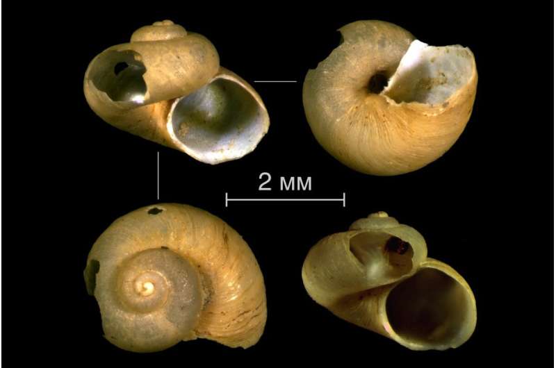 A rare snail living on wood is discovered in the Arctic ocean