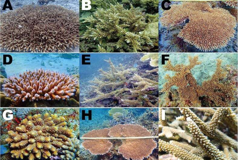 Are corals genetically equipped to survive climate change?