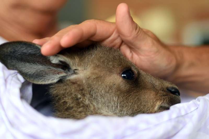 A rescued kangaroo receives treatment after being saved from the fires on the outskirts of Sydney