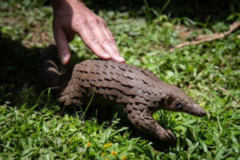 A rescued pangolin in Uganda. International trade in pangolins is illegal but its body parts have been sold on the black market 
