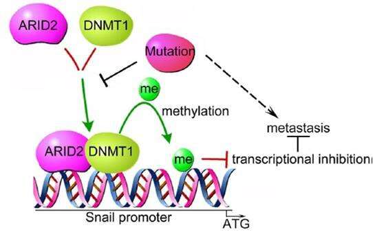 ARID2 Suppresses Hepatocellular Carcinoma Metastasis via DNMT1-Snail Axis