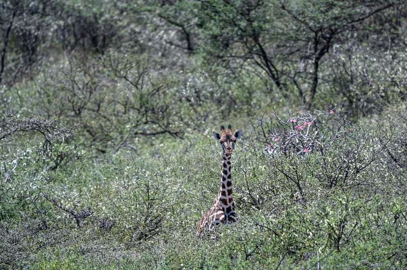 A Rothschild subspecies of giraffe on Lake Baringo faces the threat of rising lake waters