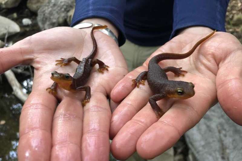 As climate change messes with temperature and precipitation, California newts suffer
