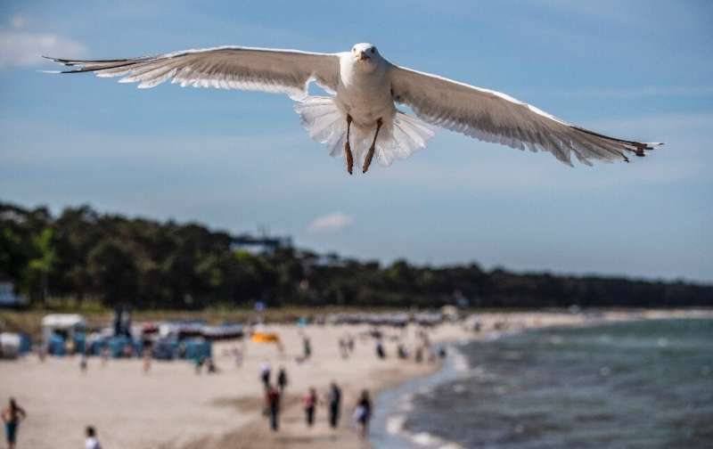 A seagull flies over a beach in the seaside resort of Binz, on the island of Ruegen in northern Germany.