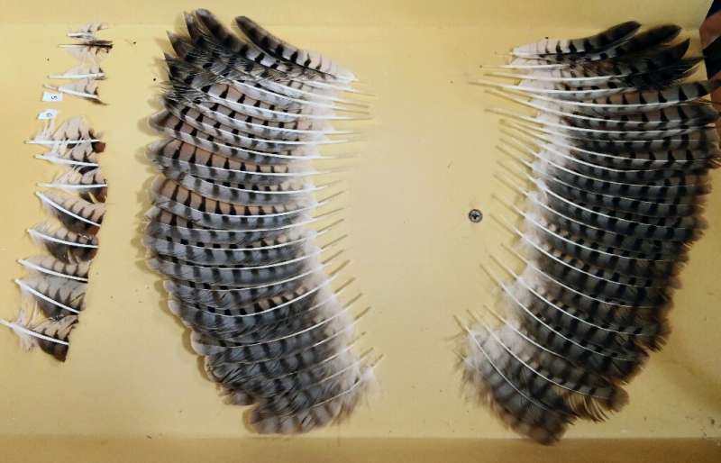 A set of feathers from a dead hawk ready to be grafted on to the wings of a mutilated hawk at an environment ministry veterinary