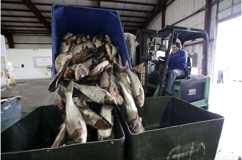 Asian carp roundup in Kentucky opens new front in battle