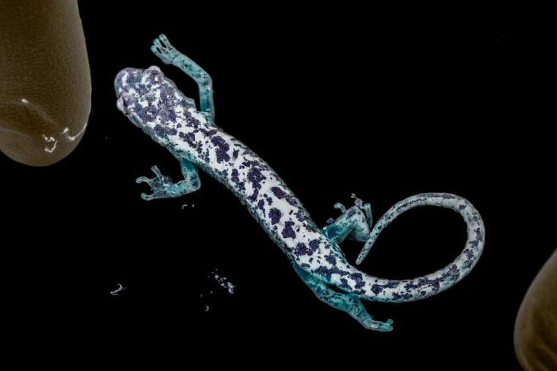 A skin-eating fungus from Europe could decimate Appalachia's salamanders – but researchers are working to prevent an outbreak