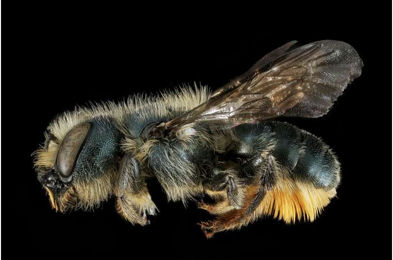 As mid-Atlantic’s native bee populations decline, an exotic species proliferates