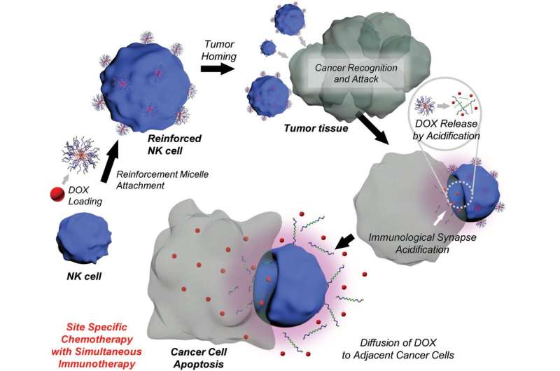 Assassin cells armed with anticancer drugs kill cancer masses