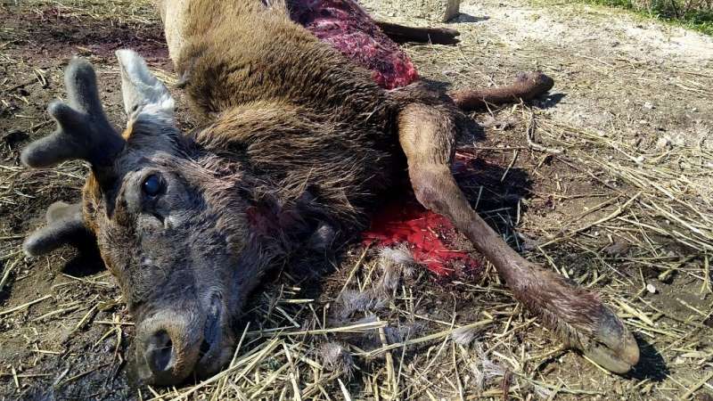 A stag lying near houses in Scanno, Italy, in April after being killed by four wolves