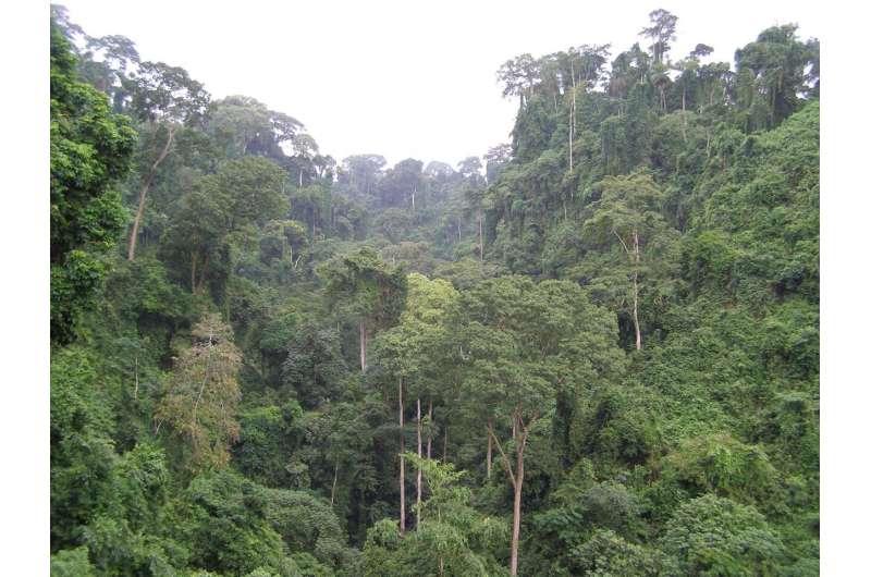 A study places the origin of a group of trees growing in Africa 50 million years ago