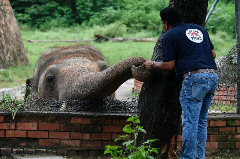 A team of vets and experts from Four Paws have spent months working with Kaavan to get him ready for the airplane trip
